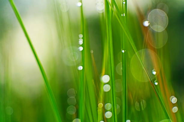 istock Dew drops on blade of grass 1258167121