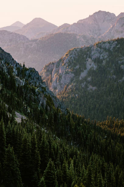 A stunning sunrise view of wildflowers in the morning overlooking a forest valley. Shot in Washington state on the Olympic Peninsula.