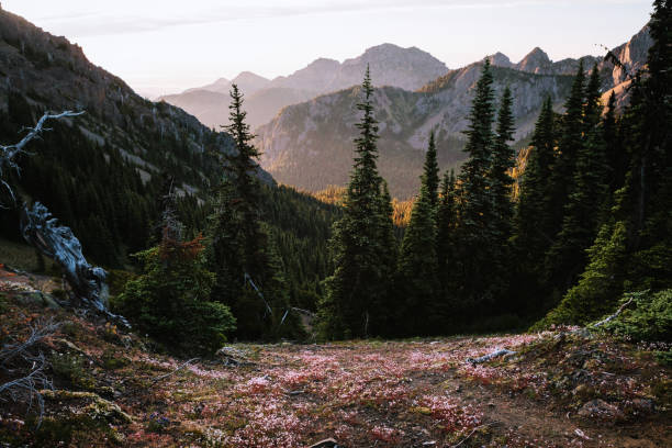 istock Sunrise Over Valley Near Olympic Mountain Range 1258167839