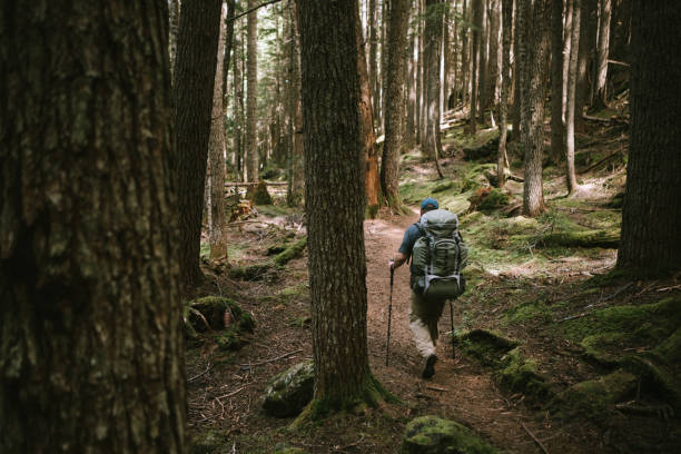 Backpacker Hiking Thick Forest on Olympic Peninsula A lone mature adult hiker hikes through the woods headed in to the mountains. Shot in Washington state on the Olympic Peninsula. olympic peninsula photos stock pictures, royalty-free photos & images