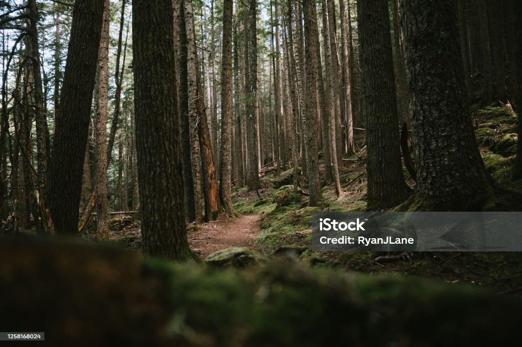 Hiking Trail Through Thick Forest on Olympic Peninsula A lone mature adult hiker hikes through the woods headed in to the mountains. Shot in Washington state on the Olympic Peninsula. Forest Stock Photo