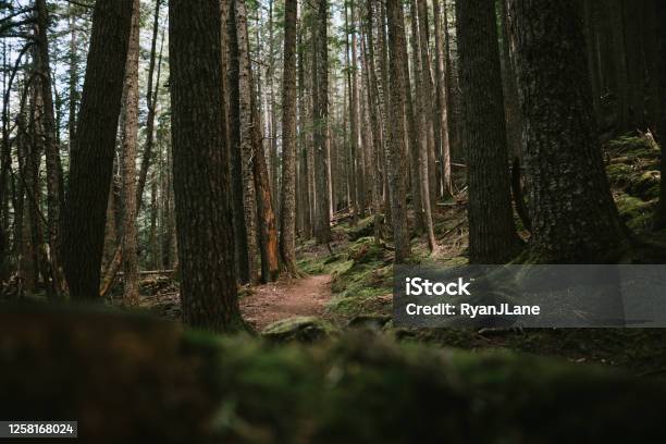 Hiking Trail Through Thick Forest On Olympic Peninsula Stock Photo - Download Image Now
