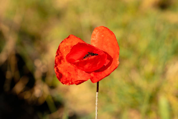 istock One  red poppy flower with green blurred background. 1258169203