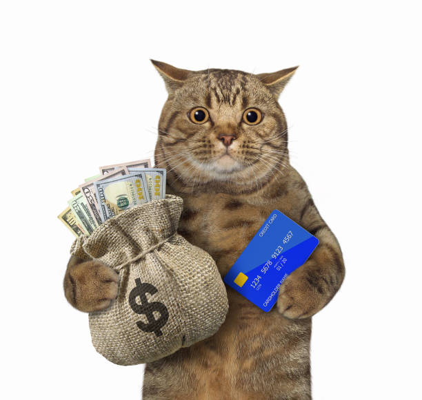 Cat with sack of money and credit card The beige big eyed cat is holding a credit card and a sack with dollars. White background. Isolated. money cat stock pictures, royalty-free photos & images