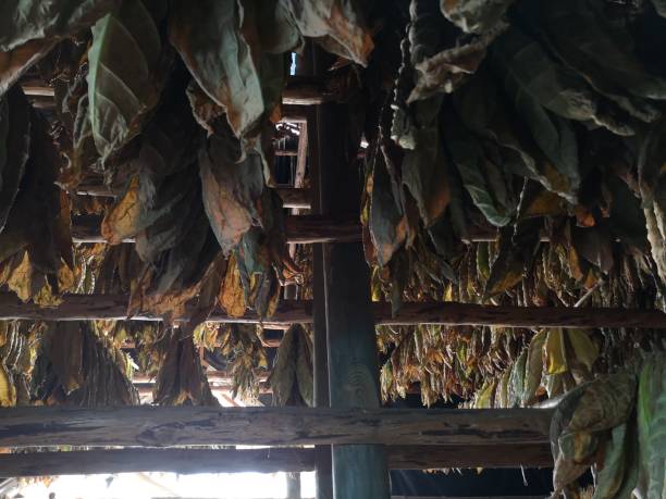 istock Cuban tobacco plantation 1258169992