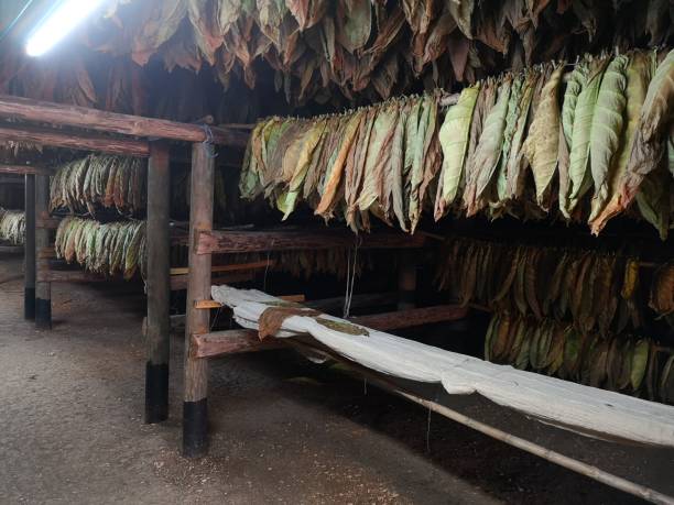 istock Cuban tobacco plantation 1258170009