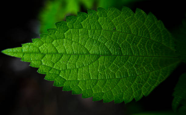 istock Very green leaves, natural texture for backgrounds and print 1258171020