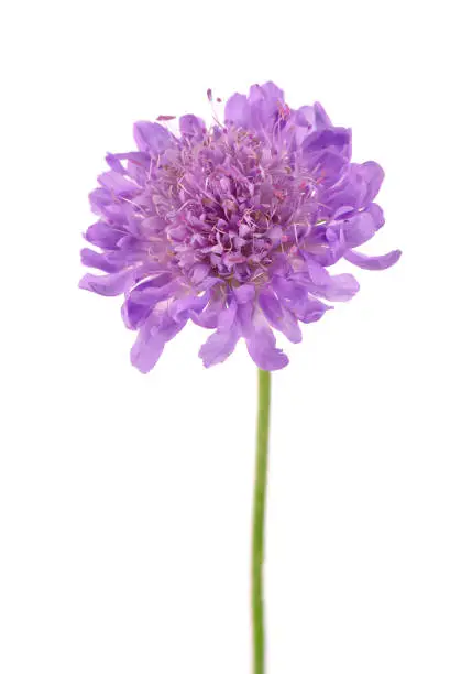 Field Scabious Flower isolated on white background. Knautia arvensis. Beautiful blooming bouquet