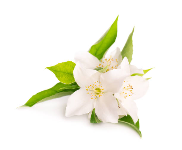 istock Jasmine flowers isolated on white background. Jasmine branch. 1258171193