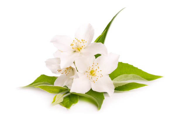 istock Jasmine flowers isolated on white background. Jasmine branch. 1258171198