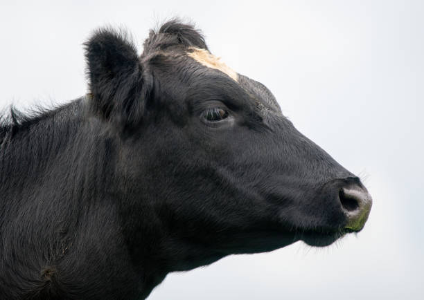 istock Black and white Cow close up 1258172781