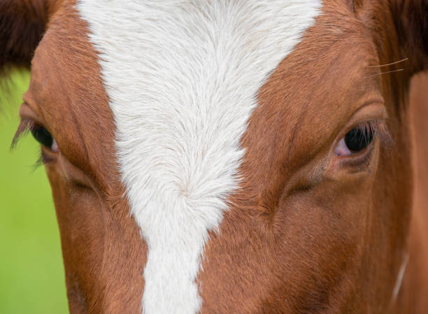 istock Brown and white Cow close up 1258172794