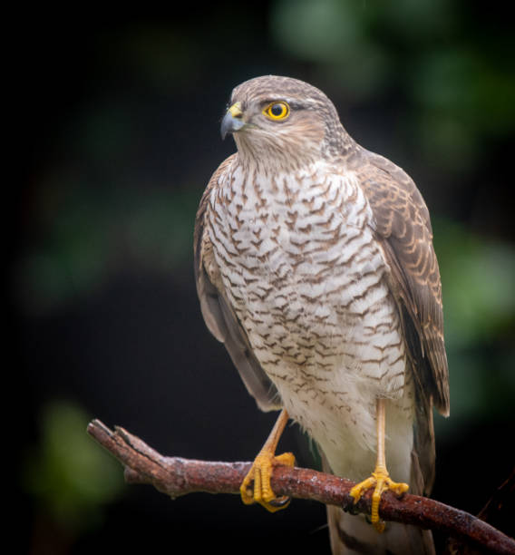 istock A close up photo of a Sparrowhawk 1258172804