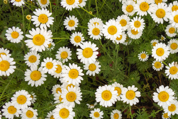 istock White daisies on a background of green grass. Creative vintage background. 1258173791