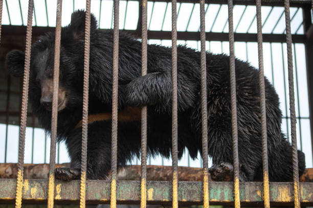 istock Bear in a cage. Brown bear at the zoo. 1258174686
