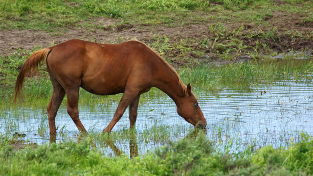 istock A Fresh-Water Pond, Perfect for a thirsty Horse 1258174693