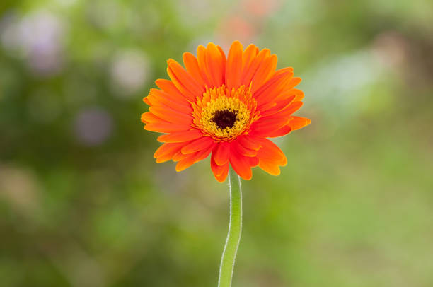 istock Orange Gerbera; Beautiful ornamental flower. 1258174720
