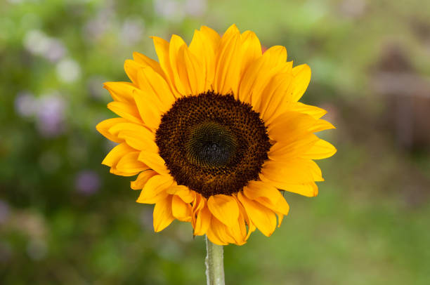 Helianthus Annuus - Beautiful Common Sunflower Flower.