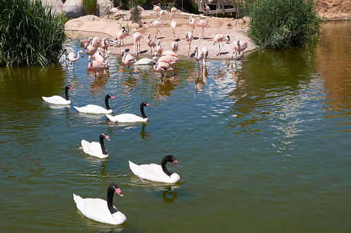 Group of black-necked swans and flamingos on the lake, set of birds, water, sunny day