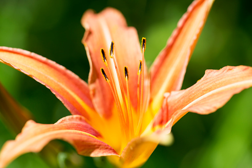 Pink lily flower on sunny spring day