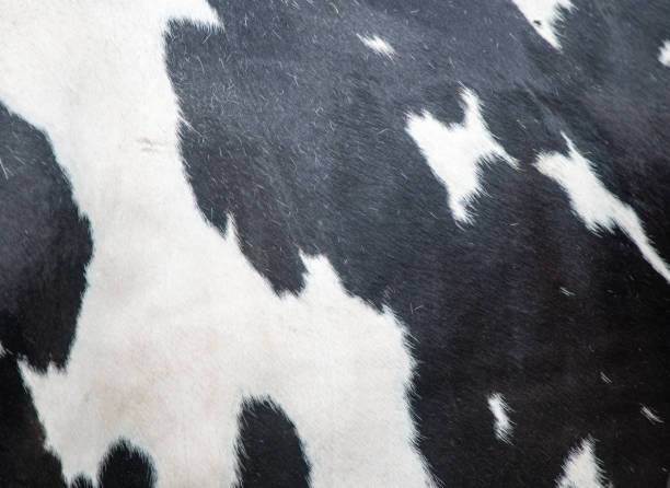 istock Black and white Cow skin texture 1258176236