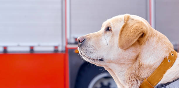 istock Dog with interest looks left behind rescue vehicle 1258176785