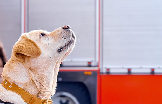 Dog Labrador waits for team from firefighter amid FEMA car. High quality photo