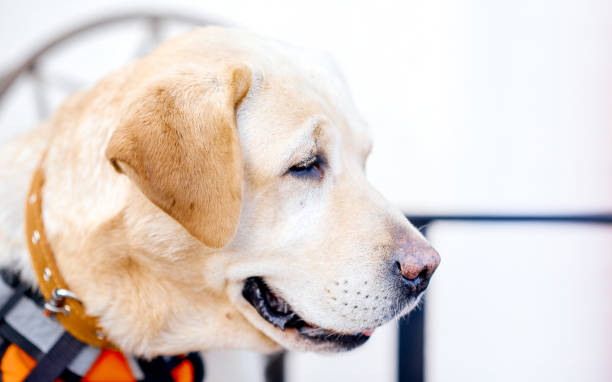 istock Tired Labrador looks down with his mouth open 1258176792