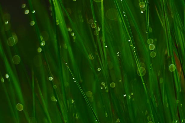 istock Close up of  dew drop 1258177625