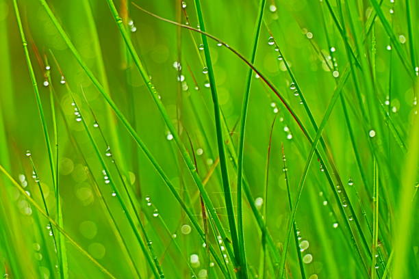 istock Close up of  dew drop 1258177640