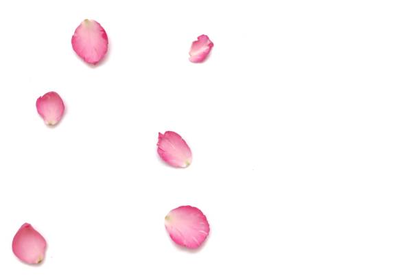 istock Blurred many sweet pink rose corollas on white background with softly style 1258178438