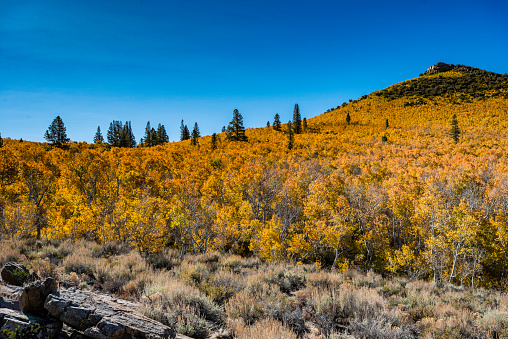 Aspens in fall color on Sagehen Peak in Mono County, California. Inyo National Forest.