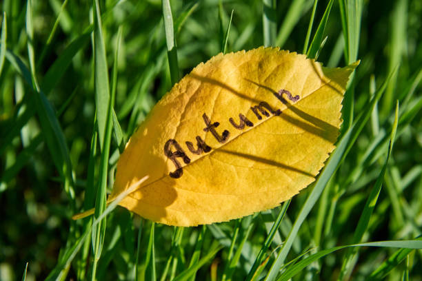 The inscription Autumn is written on a yellow leaf which fell into the green grass.