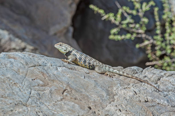 Sceloporus magister, also known as the desert spiny lizard, is a reptile of the family Phrynosomatidae, which is native to the Chihuahuan Desert, Sonoran and Mojave Desert Desert. Mazourka Canyon, Inyo Mountains Wilderness, California. sceloporus magister, también conocido como el lagarto espinoso del desierto, es un reptil de la familia phrynosomatidae, que es nativa del desierto de chihuahua, sonora y el desierto de mojave. cañón mazourka, inyo mountains wilderness, california.