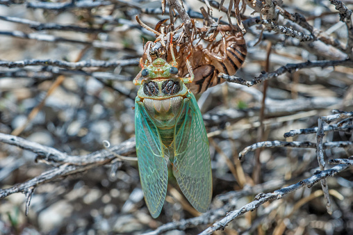 Bloody cicada that has just emerged and drying its wings. Mazourka Canyon, Inyo Mountains Wilderness, California. Okanagana cruentifera.