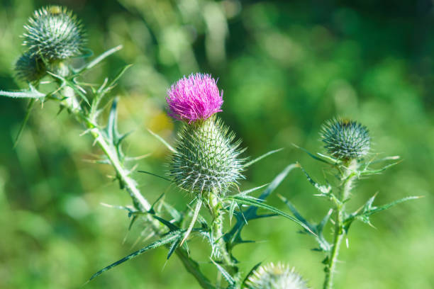 istock EnglischA pink prickly plant bloom, close-up view 1258183704