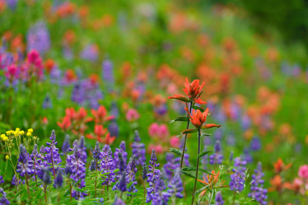 istock Colorado Wildflowers in Mountain Meadow 1258184587
