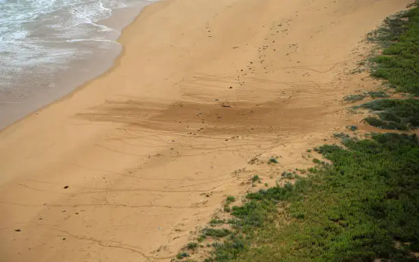 Photo of Penguin traces on the beach