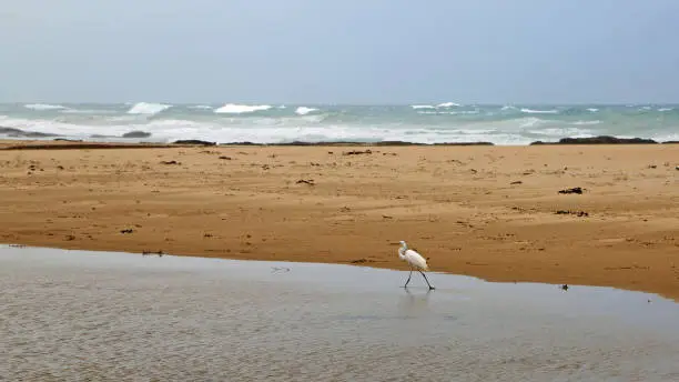 Photo of Snowy egret on the beach