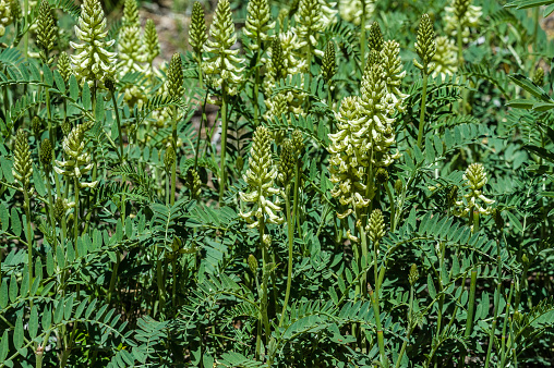 Astragalus bolanderi is a species of milkvetch called Bolander's milkvetch. McGee Creek Canyon, Mono County,  Sierra Nevada Mountains, California.
