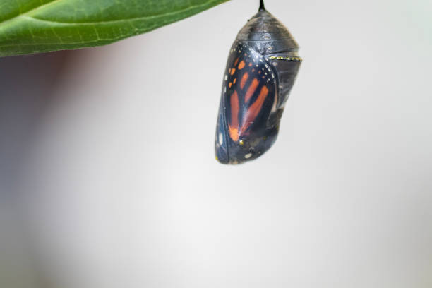 istock Monarch Butterfly about to emerge from Chrysalis light background 1258215504