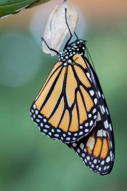 istock Monarch Butterfly newly emerged from Chrysalis dries wings green background 1258215507