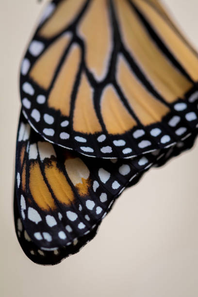 istock Monarch Butterfly wings closeup light background portrait 1258215511