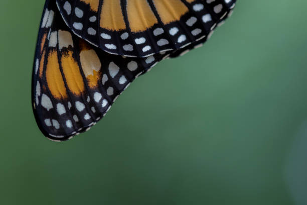 Closeup butterfly on flower in Niagara Falls Butterfly Conservatory, Canada