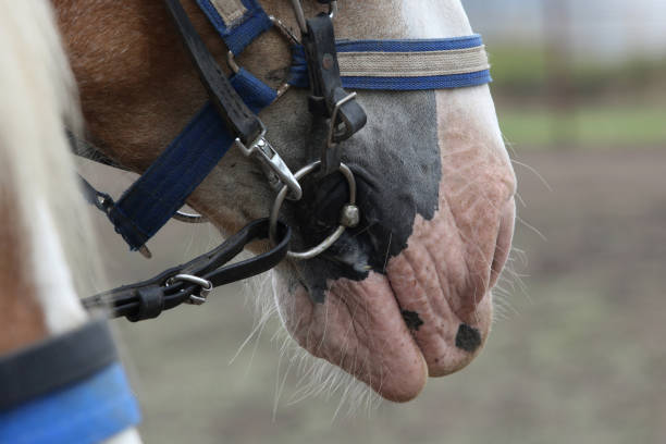 istock Close-up of the Muzzle of a Draft Horse 1258220949