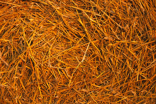 Straw. Background, texture of dry straw, vintage style for design.