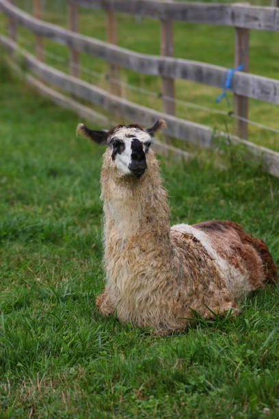 istock Llama Relaxes by Wooden Fence 1258257752