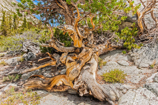 istock Pinus contorta, called lodgepole pine growing from a granite dome with a very distorted trunk. Rock Creek area of the Sierra Nevada Mountains and a part of Inyo National Forest in California. 1258266948