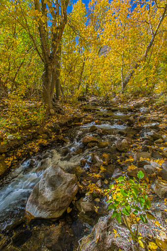 McGee Creek Canyon in the Inyo National Forest on the east side of the Sierra Nevada Mountain of California. Autumn colors from aspen and black cottonwood trees.