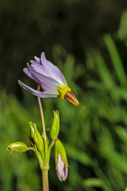 Dodecatheon jeffreyi is a species of flowering plant in the primrose family known by the common names Sierra shooting star or Jeffrey's shooting star. Onion Valley, Inyo County; Inyo National Forest, East side of Sierra Nevada Mountains, California. dodecatheon jeffreyi es una especie de planta con flores de la familia de las onagras conocida por los nombres comunes sierra estrella fugaz o estrella fugaz de jeffrey. valle de cebolla, condado de inyo; bosque nacional inyo, lado este de las montañas de